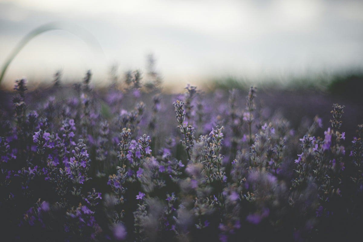Lavender flowers blooming in a field at dusk